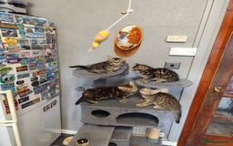 Mixed Breed cats for sale: Beautifully kittens ready for new home - Image 10