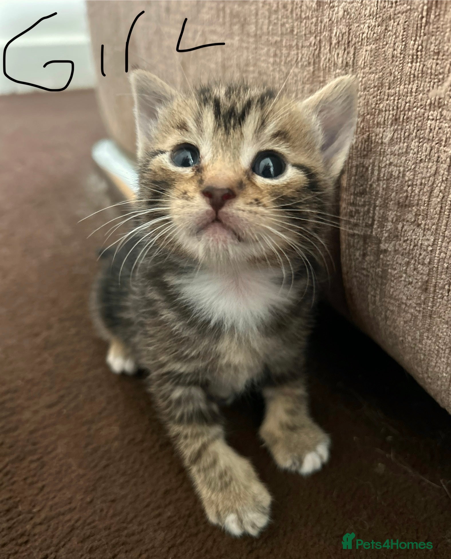 Mixed Breed cats TABBY KITTENS - Advert 4