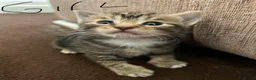Mixed Breed cats for sale: TABBY KITTENS - Advert 1