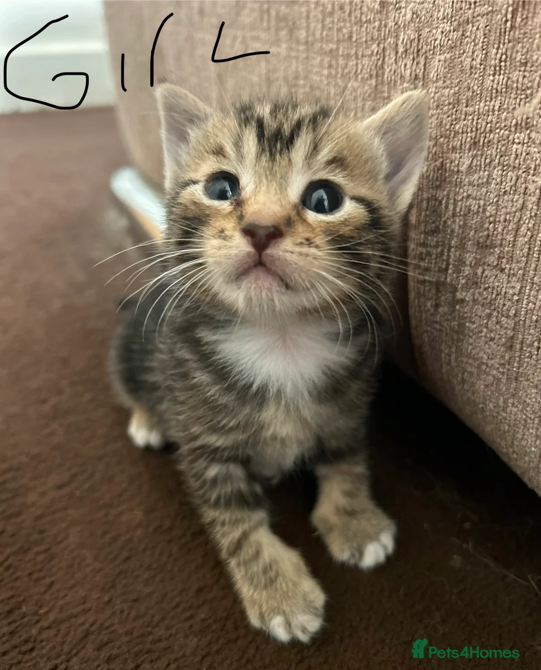 Mixed Breed cats for sale: TABBY KITTENS - Advert 1