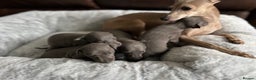 Italian Greyhound dogs for stud: Romeo italian greyhound Russian Import for stud  in Liverpool - Advert 19