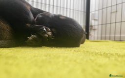 Mixed Breed dogs for sale: Beautiful Ridgeback Staffy x Rottweiler Puppies - Advert 28