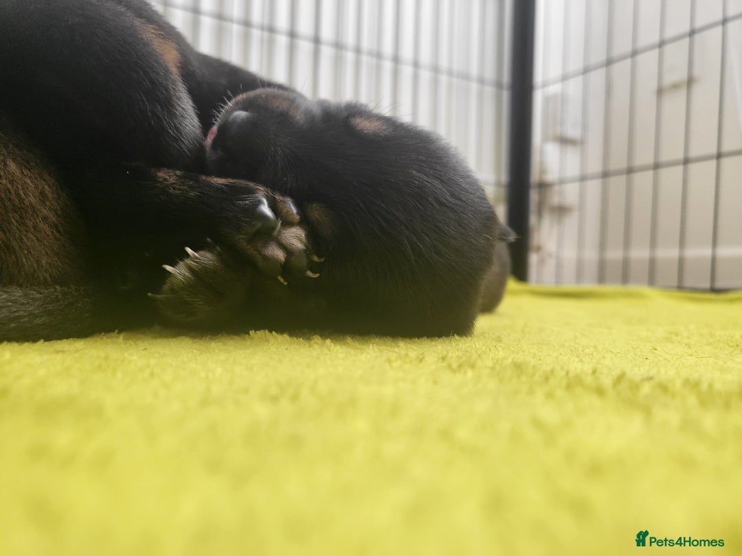 Mixed Breed dogs for sale: Beautiful Ridgeback Staffy x Rottweiler Puppies - Advert 28