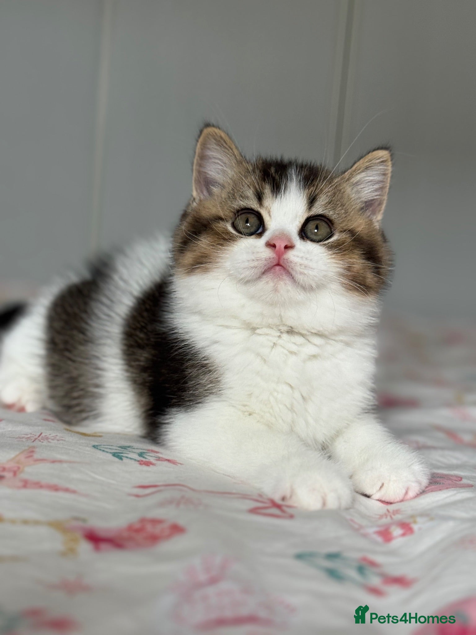 British Shorthair cats Last one rare tabby bi colour boy TICA  - Advert 2