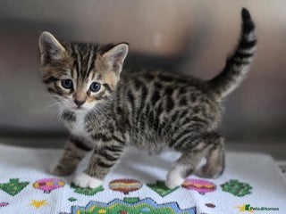 Bengal cats Kittens x bengal ready to leave - Advert 8