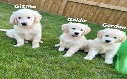 Golden Retriever dogs for sale: Golden retriever puppies  - Image 1