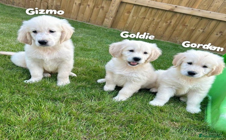 Golden Retriever dogs - Advert 5