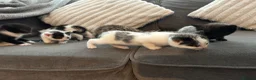 Mixed Breed cats for sale: Beautiful kittens ready for amazing homes  - Advert 18