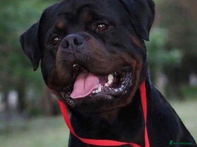 Rottweiler dogs for sale: TRAINED ROTTWEILER FEMALE 2yrs old - Advert 1