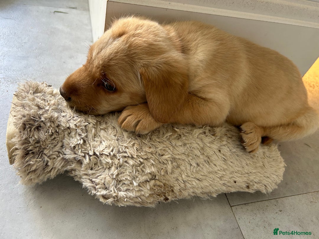 Labrador Retriever dogs for sale: Beautiful Labrador Puppies  - Image 36