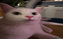 Domestic Shorthair cats for sale: Heartbreaking Rehome-18 month old Pure White Cat x - Image 3