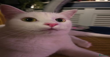 Domestic Shorthair cats - Advert 2