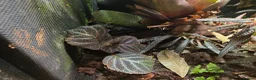 Frog reptiles for sale: Established Bromeliad Dart Frog Vivarium 50x50x60 - Advert 5