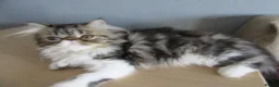 Persian cats for sale: Lovely Persian Female Kitten - Advert 9
