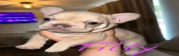 French Bulldog dogs for sale: Adorable French Bulldog Puppies  in Torquay - Advert 2