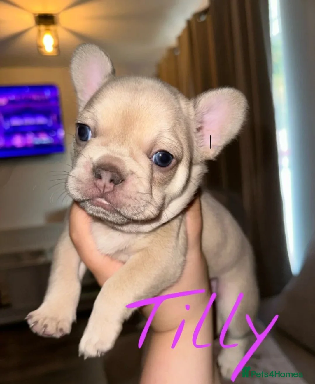 French Bulldog dogs for sale: Adorable French Bulldog Puppies  in Torquay - Advert 2