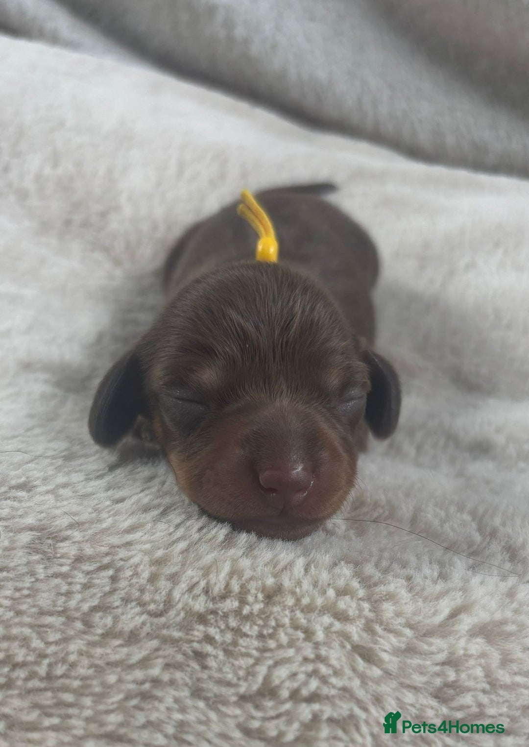 Miniature Dachshund dogs for sale: 3 gorgeous Chocolate and tan Girls  - Image 6