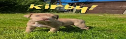 Mixed Breed dogs for sale: 2 female Daniff Puppies READY NOW - Advert 27