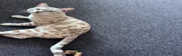 Bengal cats for stud: BengalMale for stude  - Advert 2