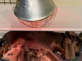 Miniature Dachshund dogs STUNNING miniature smooth Daschunds - Advert 14