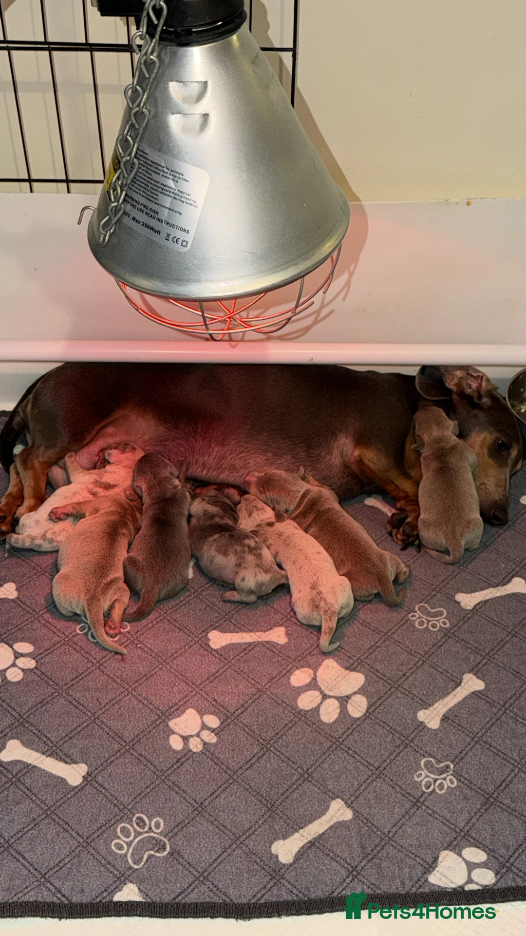 Miniature Dachshund dogs for sale: 1 female remaining  - Advert 3