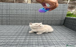 British Shorthair cats for sale: British shorthair kittens - Image 6