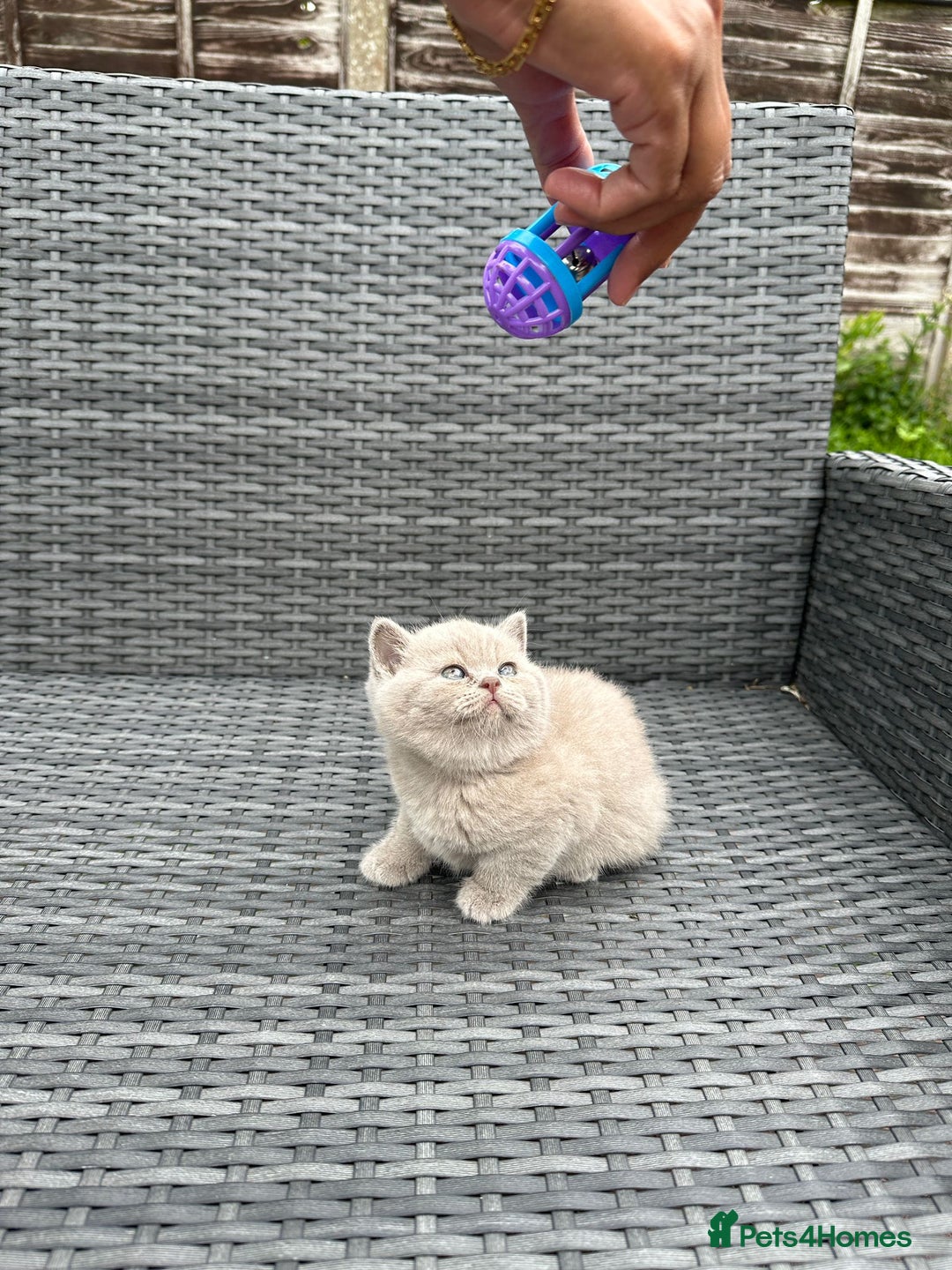 British Shorthair cats for sale: British shorthair kittens - Image 6
