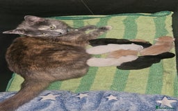 Mixed Breed cats for sale: 5 floofy kittens ready to find their forever homes - Image 11