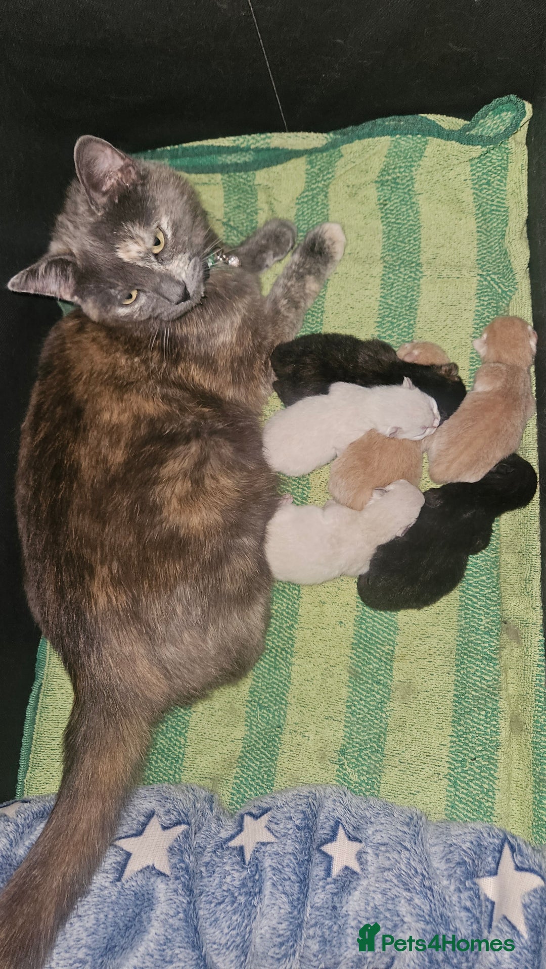 Mixed Breed cats for sale: 5 floofy kittens ready to find their forever homes - Image 11