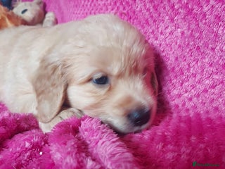 Golden Retriever dogs - Advert 36