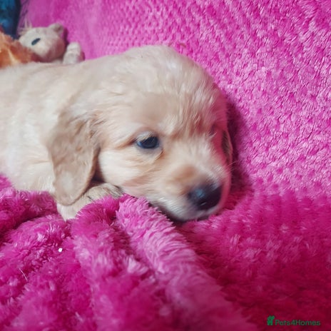 Golden Retriever dogs - Advert 2