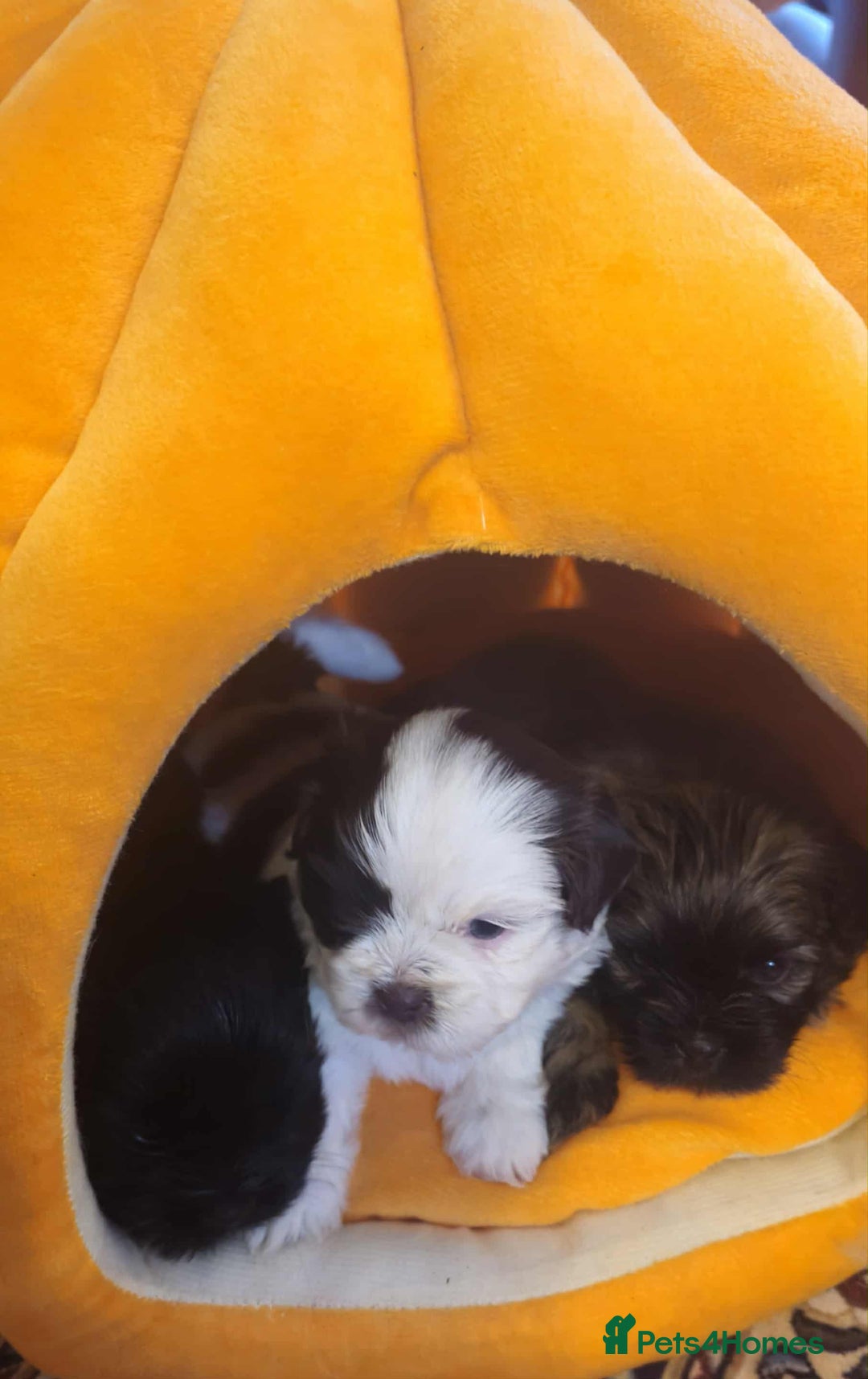 Mixed Breed dogs for sale: Beautiful puppies  - Image 4