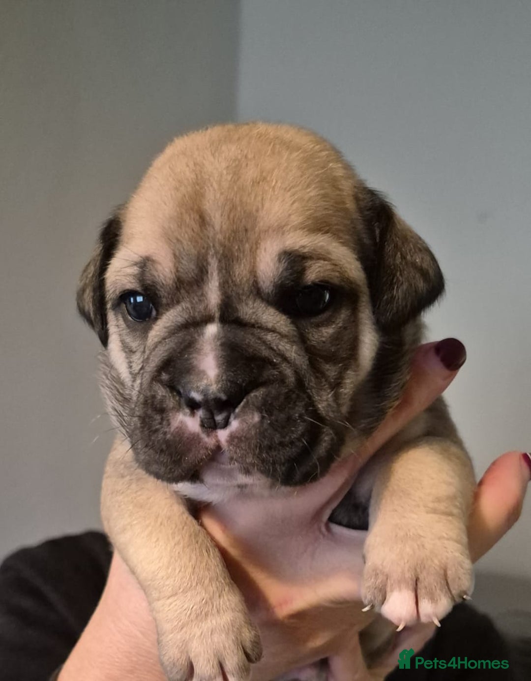 Olde English Bulldogge dogs for sale: Olde English bulldogge puppys - Advert 35