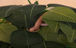 Garter Snake reptiles for sale: Albino Checkered Garter Snake Babies  - Image 1