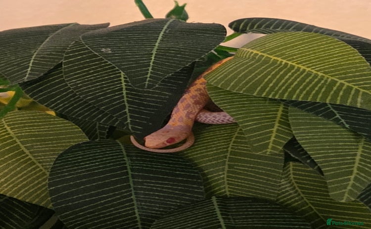 Garter Snake reptiles - Advert 1