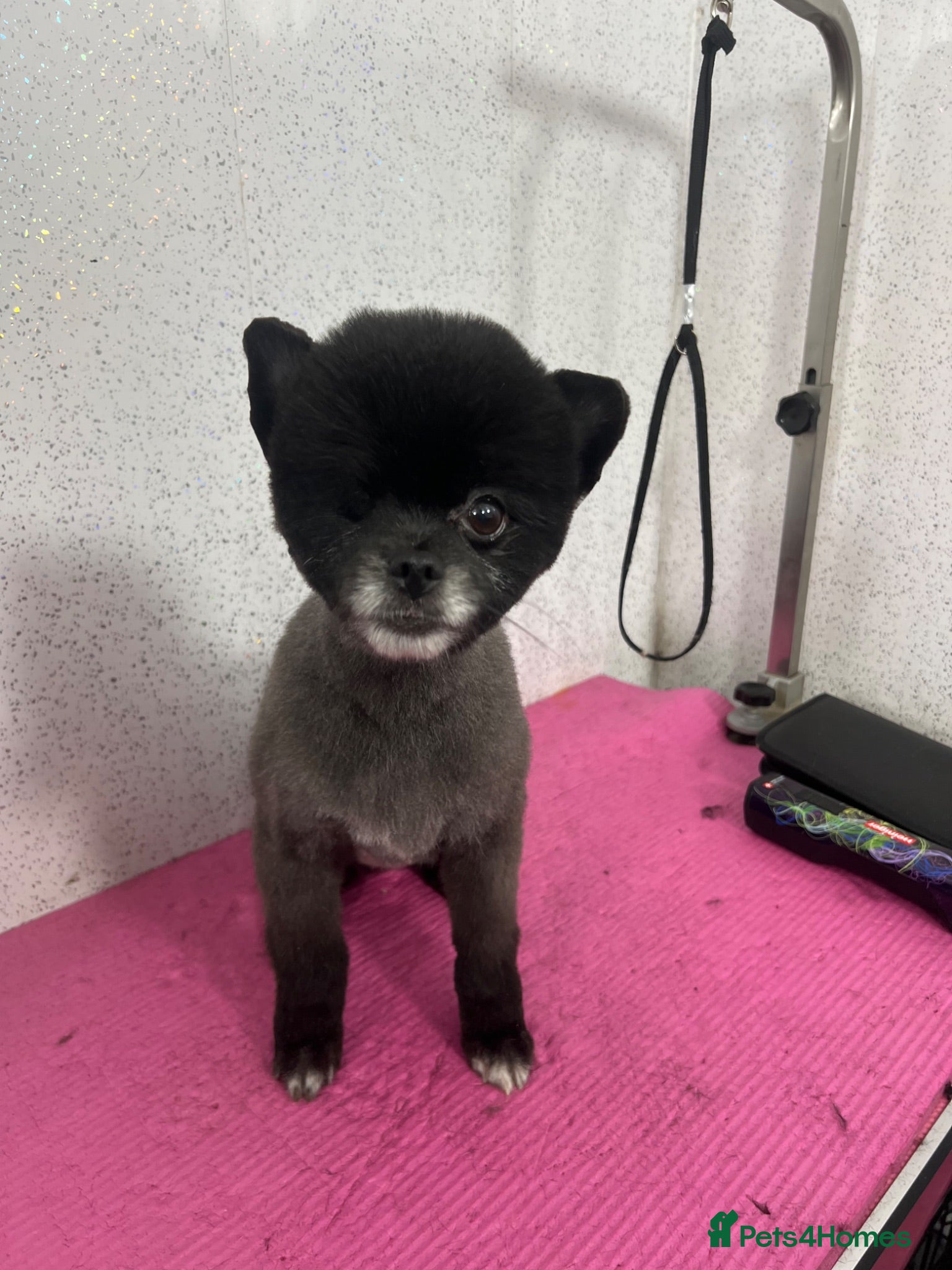 Pomeranian dogs Adult pomeranian - Advert 14
