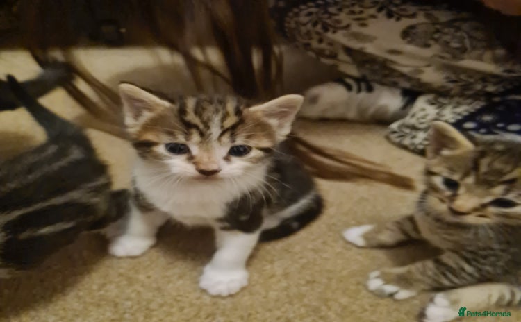 Mixed Breed cats - Advert 2