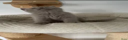 British Shorthair cats for sale: GCCF Champion British Shorthair kitten - Advert 8