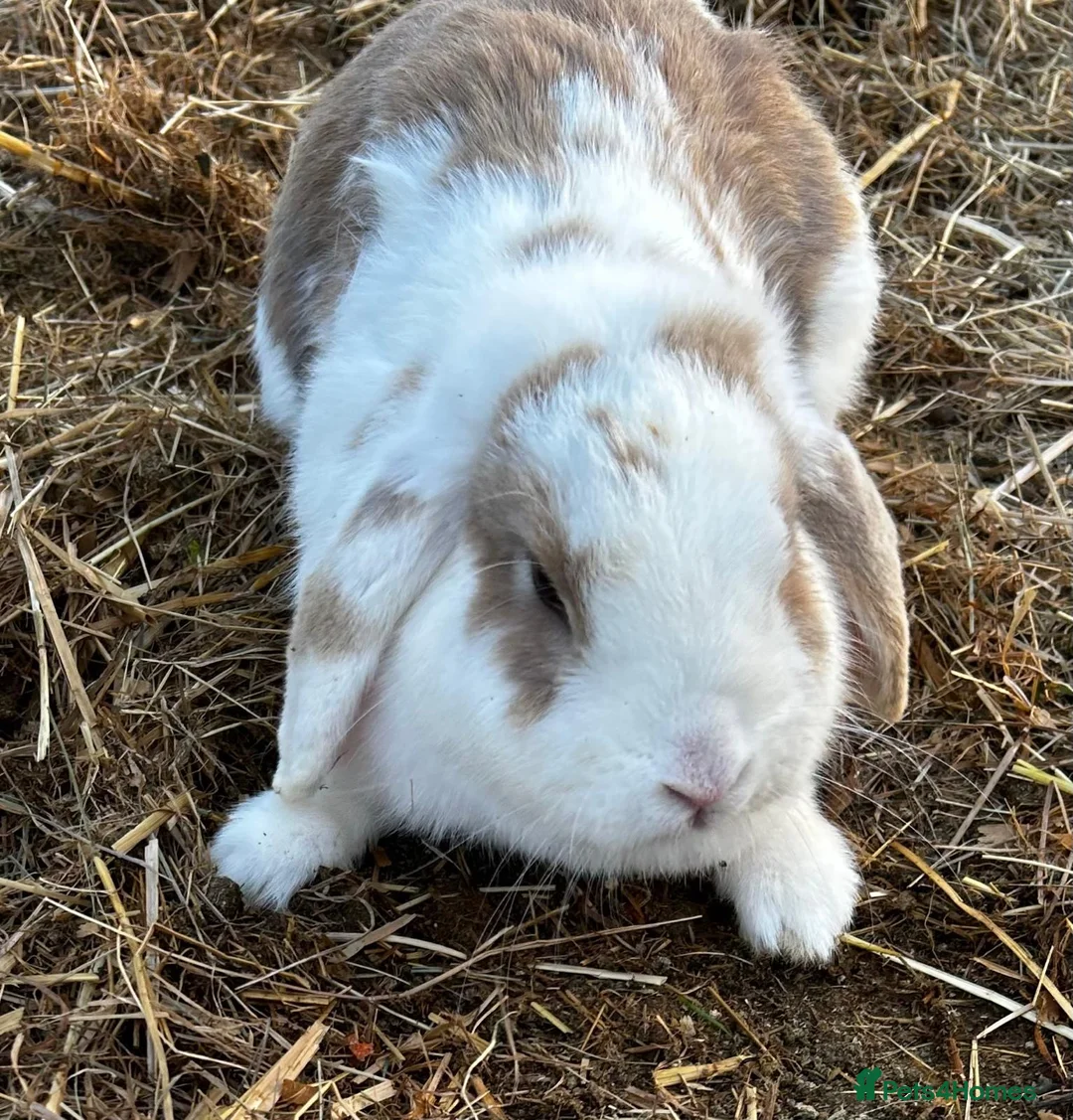 Mini Lop rabbits for sale: Mini lop white and brown doe  - Advert 4