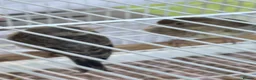 Finches birds for sale: Mules  in Hemel Hempstead - Advert 8