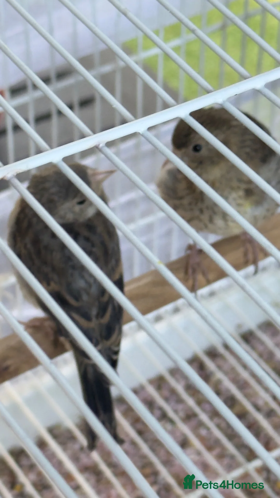 Finches birds for sale: Mules  in Hemel Hempstead - Advert 8