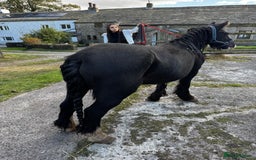 Irish Cob horses for sale: For sale 4 years mare - Image 12