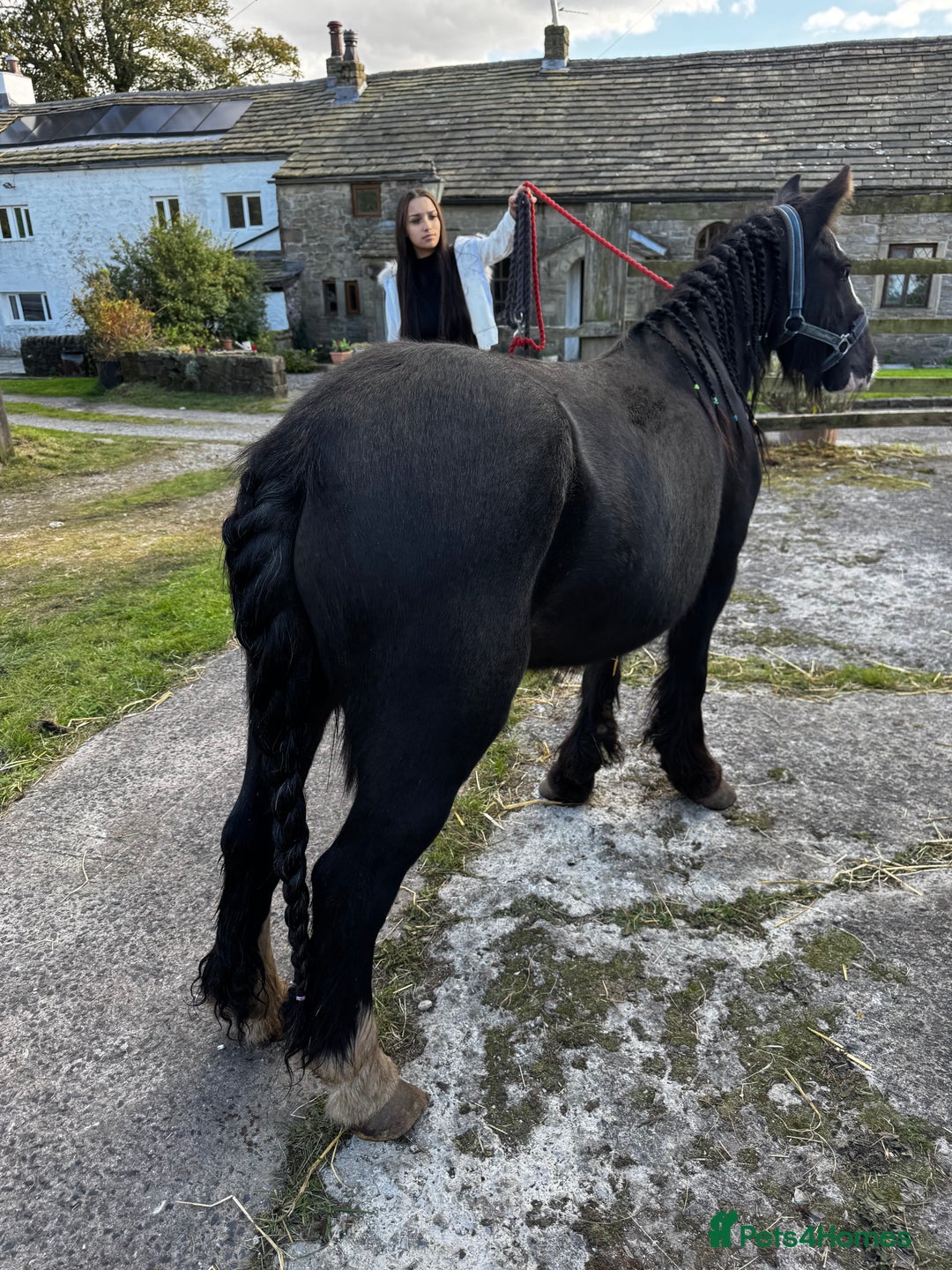 Irish Cob horses for sale: For sale 4 years mare - Image 12