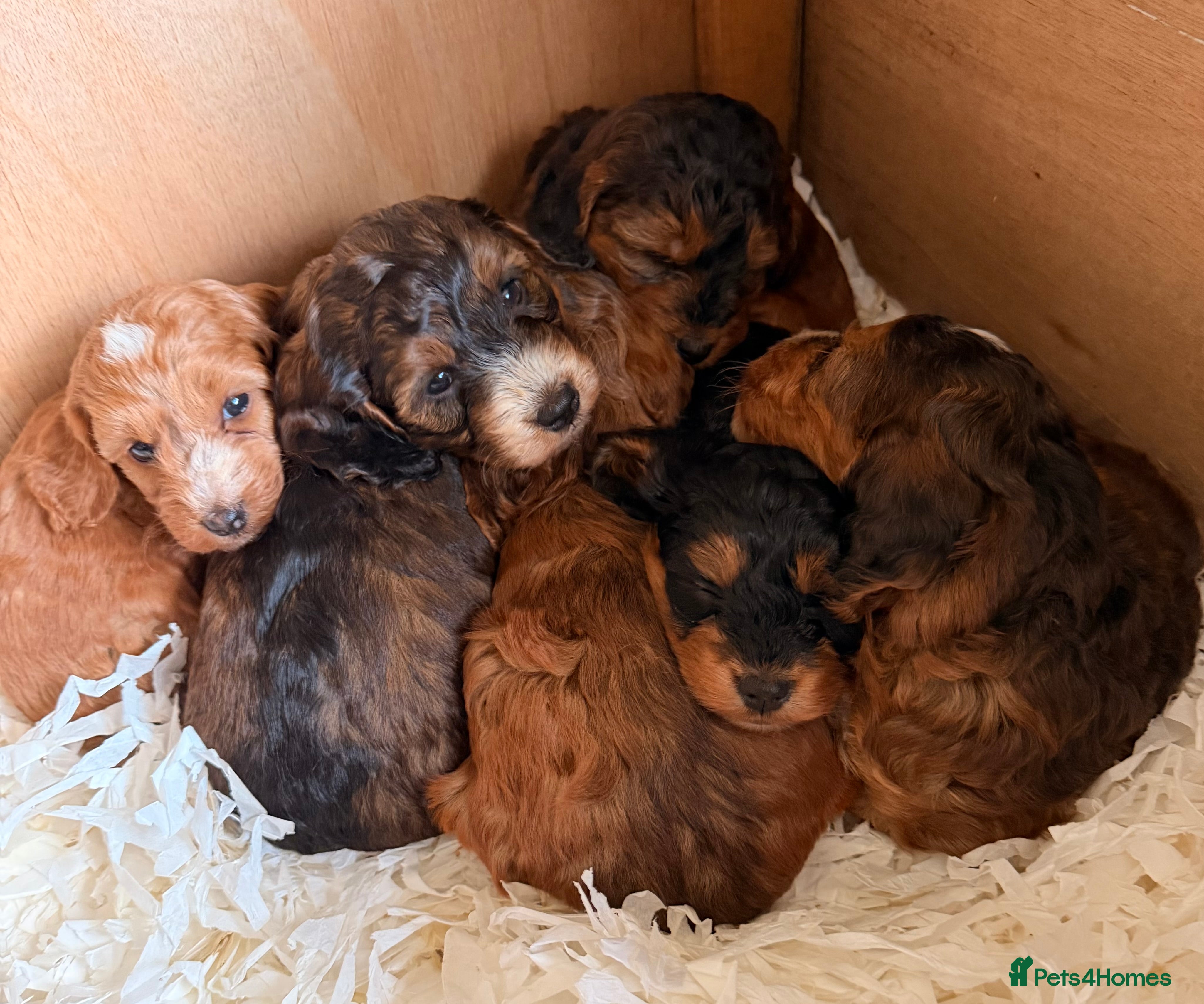 Cockapoo dogs 6 beautiful Cockerpoo  - Advert 5