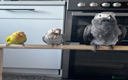 Ringnecks birds for sale: BABY RING NECK cinnamon blue colour  - Image 1