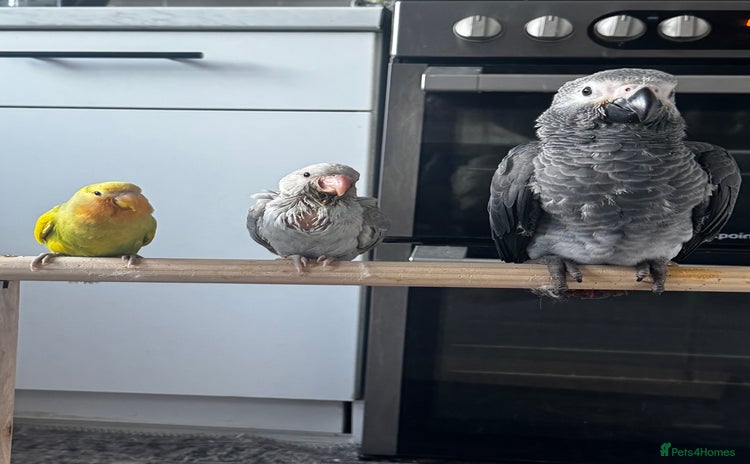 Ringnecks birds - Advert 1