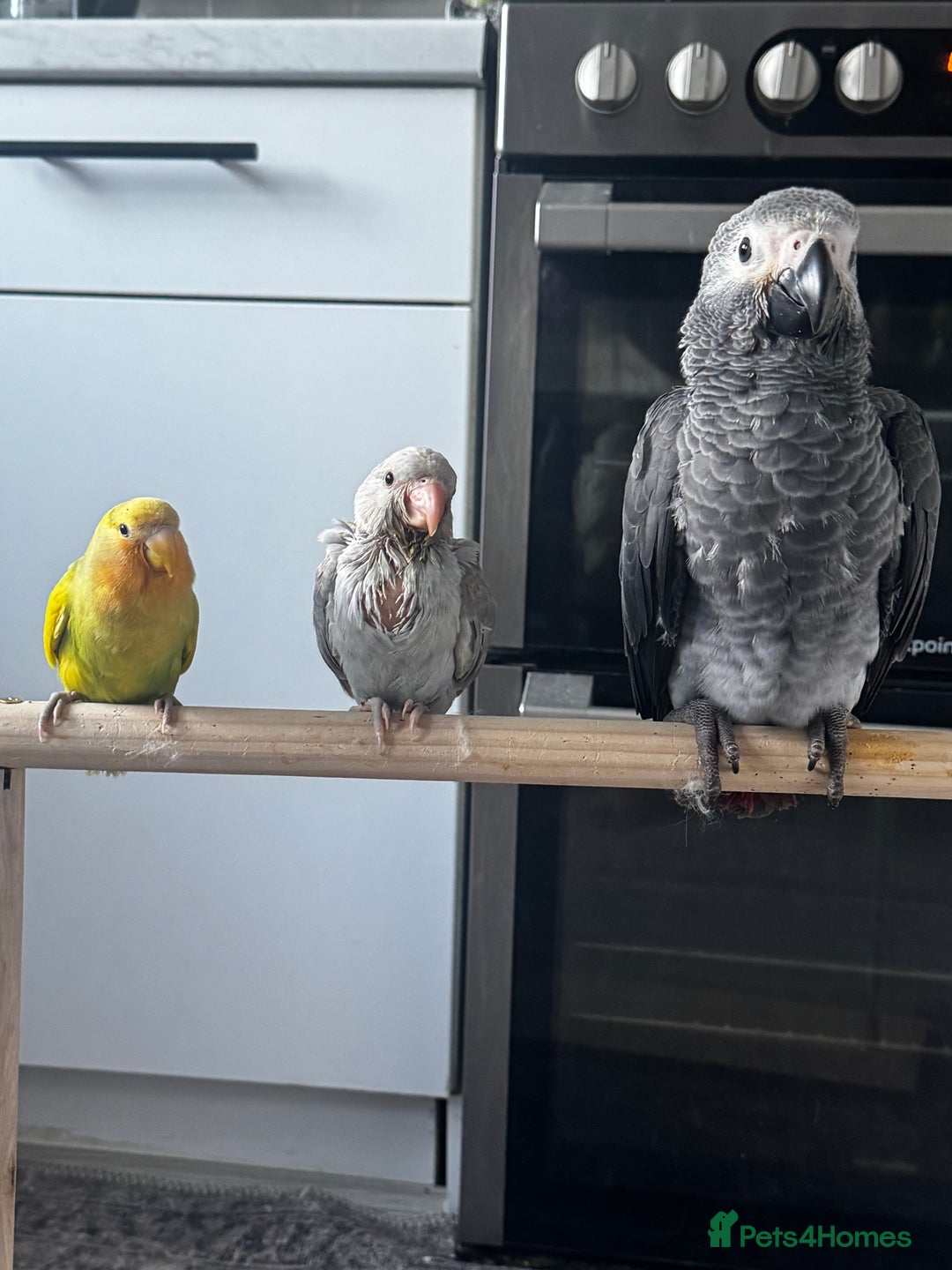 Ringnecks birds for sale: BABY RING NECK cinnamon blue colour  - Image 1