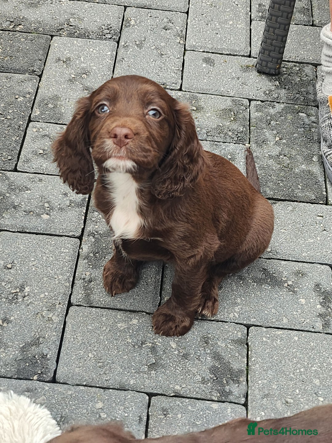 Cocker Spaniel dogs for sale: 7 pups 4 girls 3 boys  - Image 1