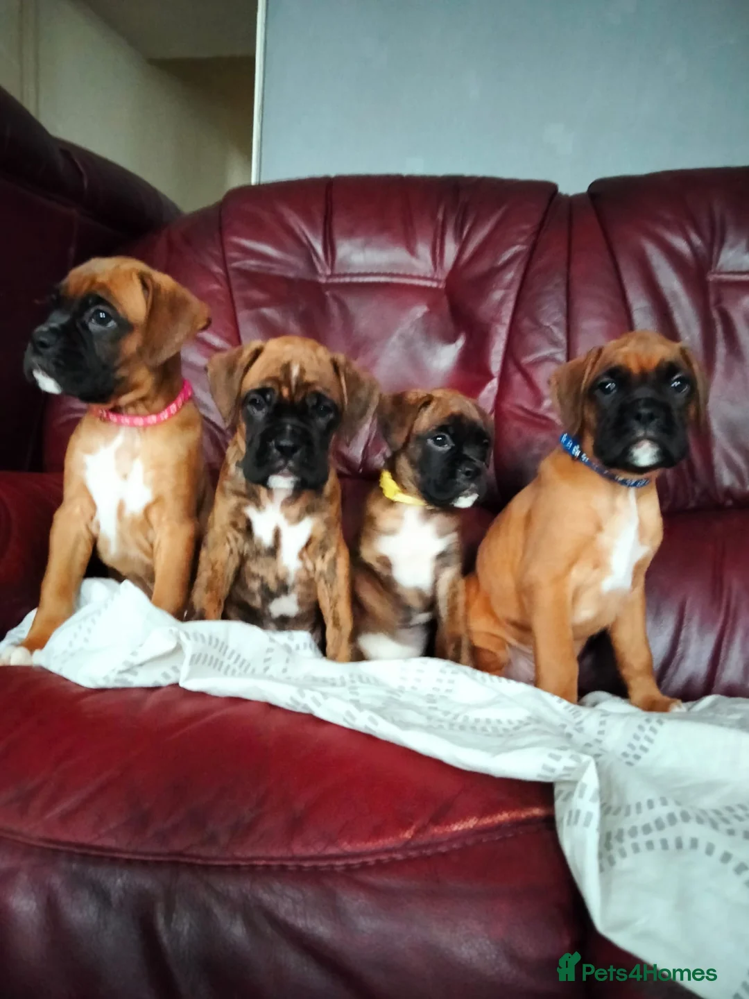 Boxer dogs for sale: Gorgeous Boxer Puppies Available... - Advert 10