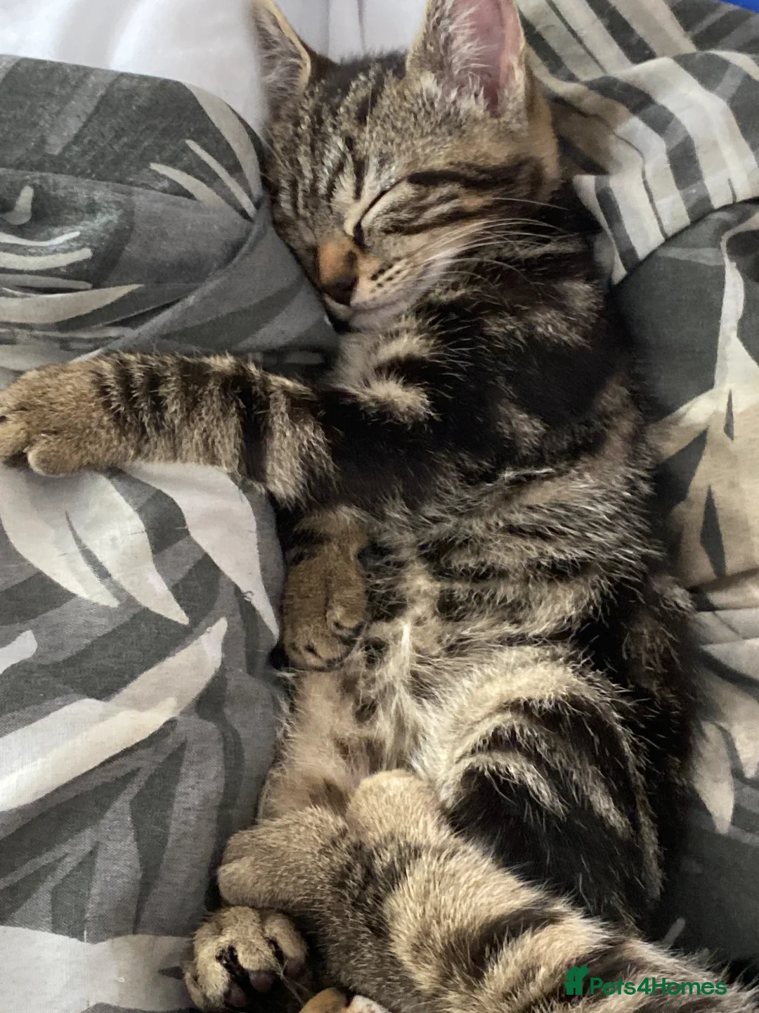 Bengal cats for sale:  Bengal kittens, ready to go! ❤️🏡 - Advert 2